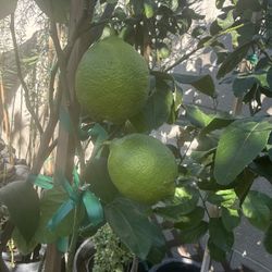 Lisbon Lemon🍋 Trees In 15 Gallon 6F The Tall They already have fruits $120 Each Price Firm 