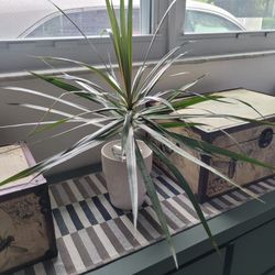 Dracaena plant 