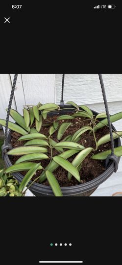 Hoya Kentiana