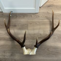 4 Pt Bull Elk Antlers