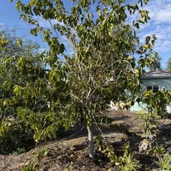 Red Himalayan DMRO-9 Mulberry Cuttings