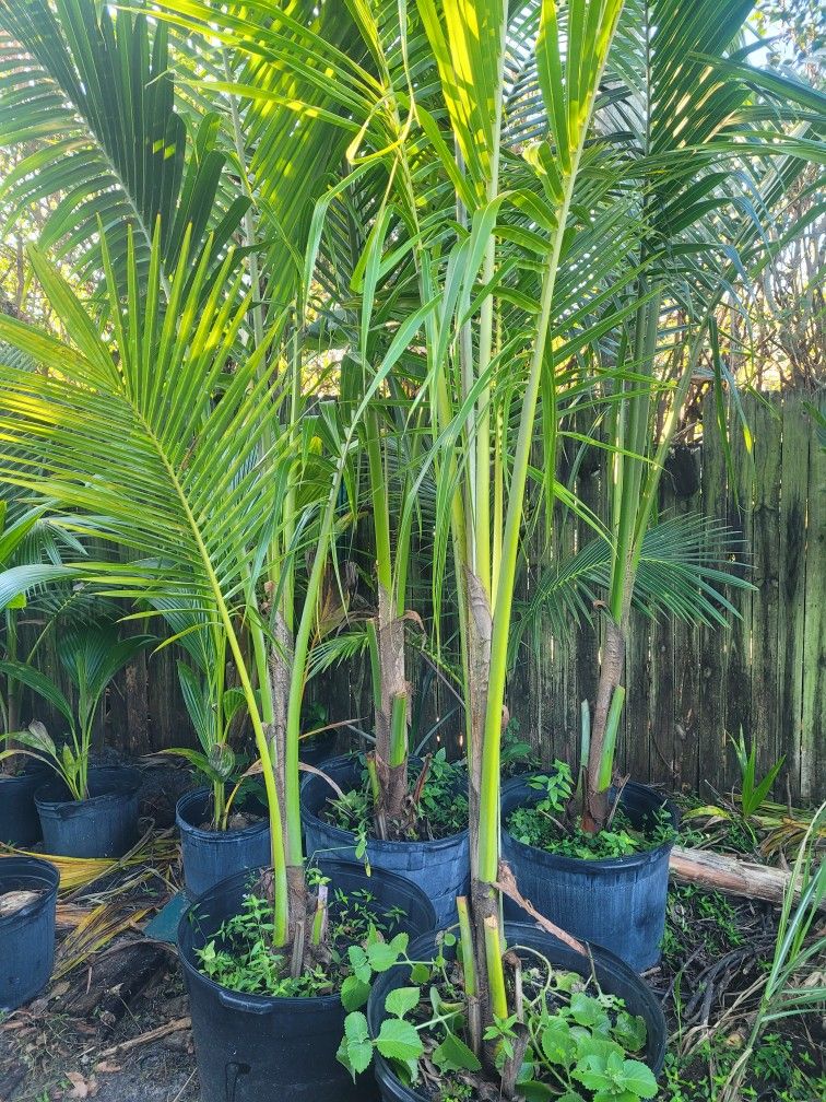 Coconut Trees , Mongo, Soursop,