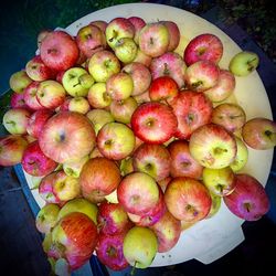 FREE APPLES!!! Farm Feed HORSES, DONKEYS, HOGS, PIGS, SWINE, DEER, GOAT, CHICKEN & RABBITS  Treats / Feed - Not For Human Consumption!