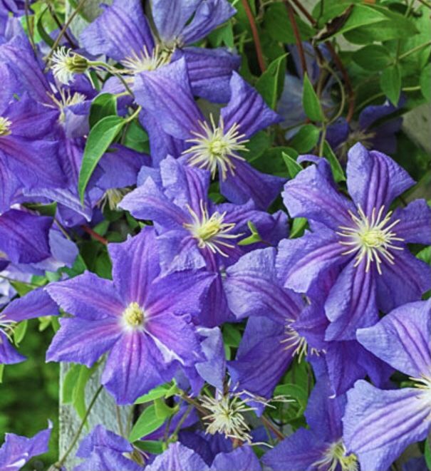 1 Perle d'Azur Clematis (Purple) Flower in pot Climbing vine