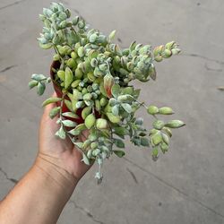 4” cliff cotyledon pendens 
