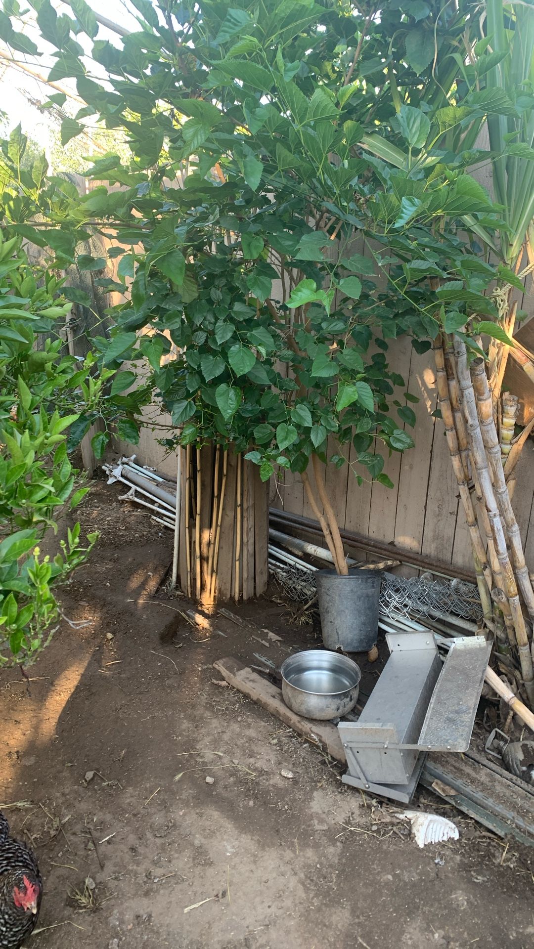 Árbol De Mora De 12 Pies En Maceta $50.00