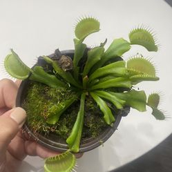Venus Flytrap