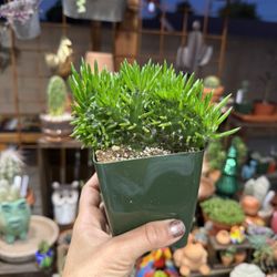 Opuntia subulata monstrosa 4”