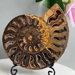 Ammonite Fossil Sea Conch Crystal Specimen Slice Healing Fossil Large