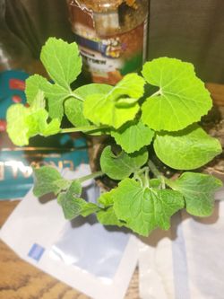 Chilacayote (Plantas)