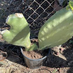 Plant Cactus  , nopales