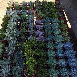 Variety 4 inches succulents