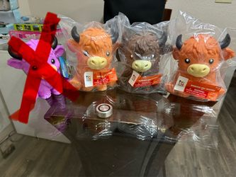 Highland Cows