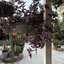 Planta de colgadera
