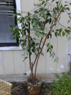 Fake tree