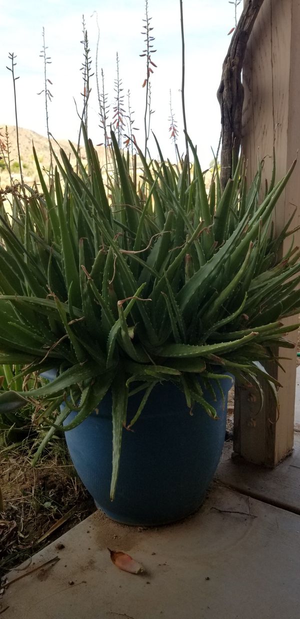 Huge Outdoor Aloe Potted plant for Sale in Joshua Tree, CA 
