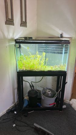 Fresh water fish tank