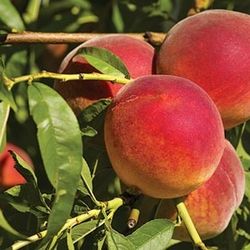 Duraznos Ingertados 3gallon 3ft Tall 