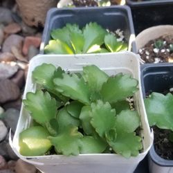 Mother Of Thousands Plant