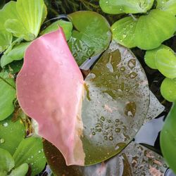 Variegated Lily Pads/water Lily Pond Plants (pls Read Description Below)