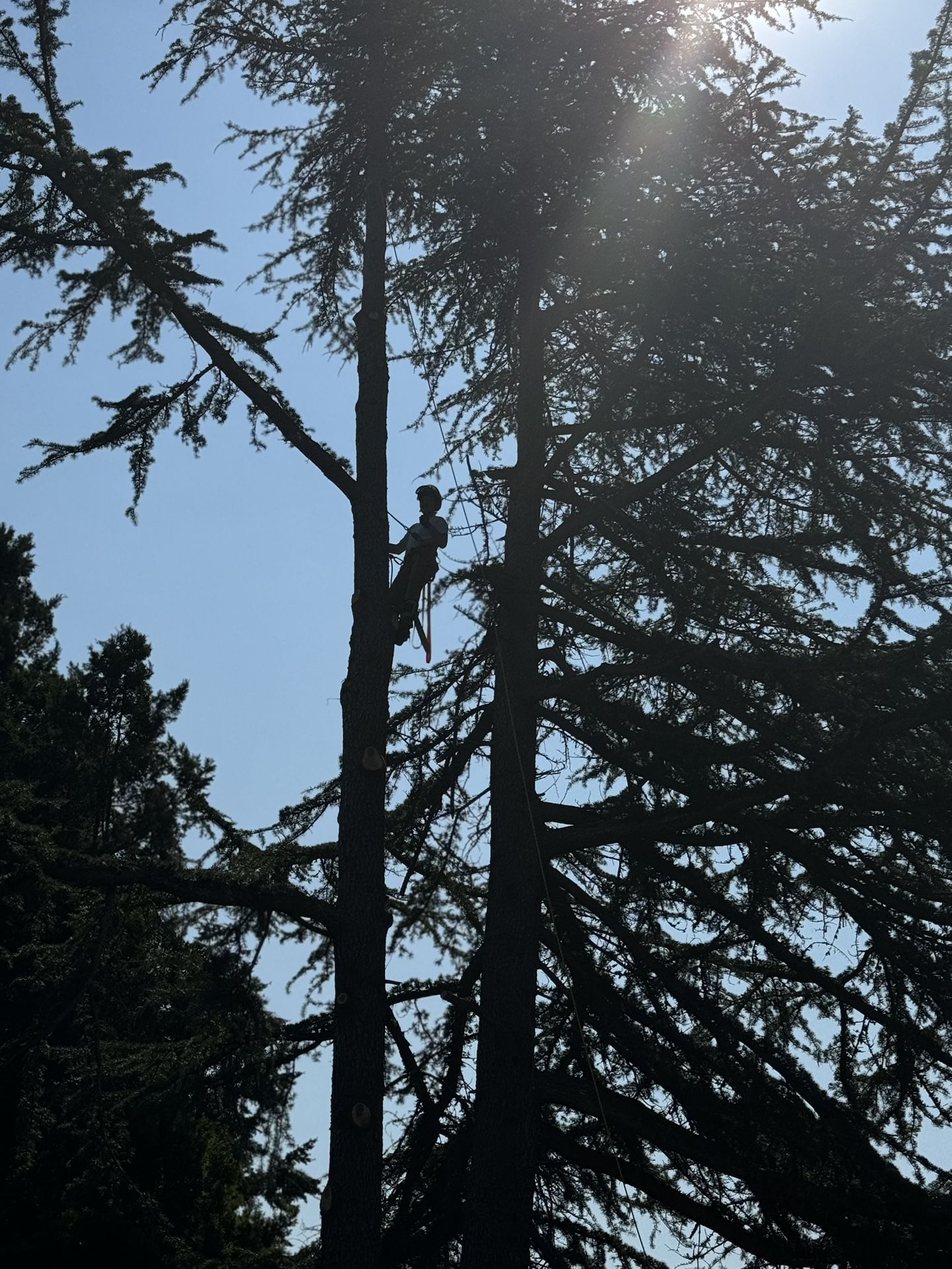 Tree Work