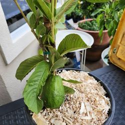 Guava Tree/plant With Guava Fruit