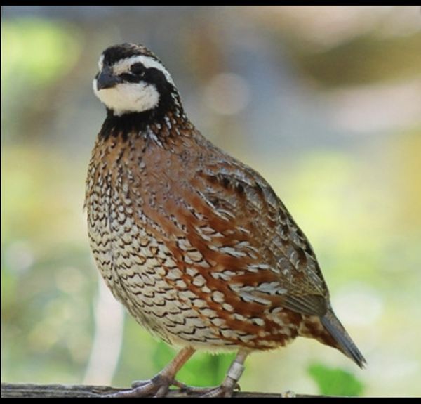 Bob White Quail for Sale in Conway, MO OfferUp