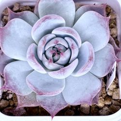 Echeveria Pikachu Korean Succulent 