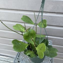6” Hoya Kerri 