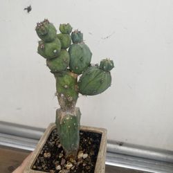 Rare Small Cactus Plant, In 5 Inch Cerámic Pot Pick Up Only