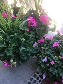 Geranium (malvas)