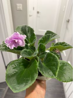 Pink African violet plant in pot blooming bright large flower