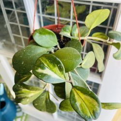 Variegated Hoya Obovata Plant