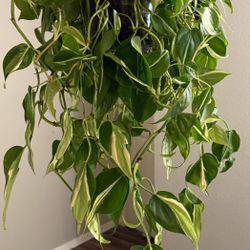 Philodendron Brasil