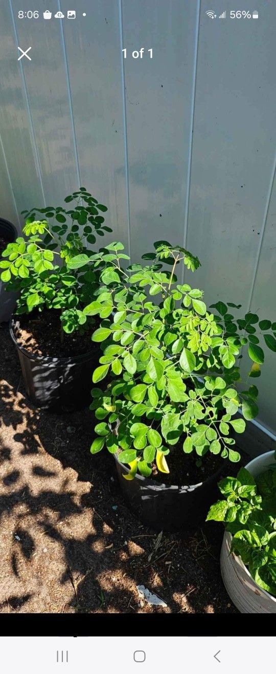 Moringa Plants 