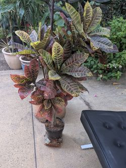 Fake croton petra tree