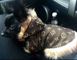 Brand new dog jacket xs/s