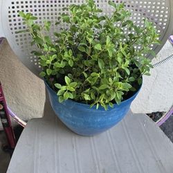 Oregano