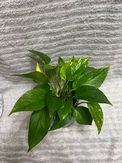Live Plant
