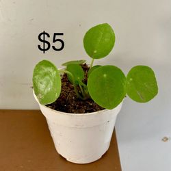 Chinese Money Plant 