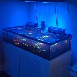Low Boy Frag Tank Undrilled 