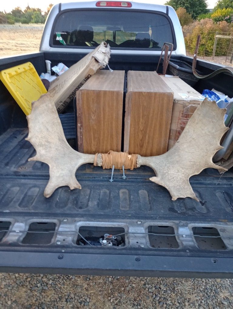 Gorgeous Moose Horns