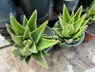 Mitre aloe Plants (x2)