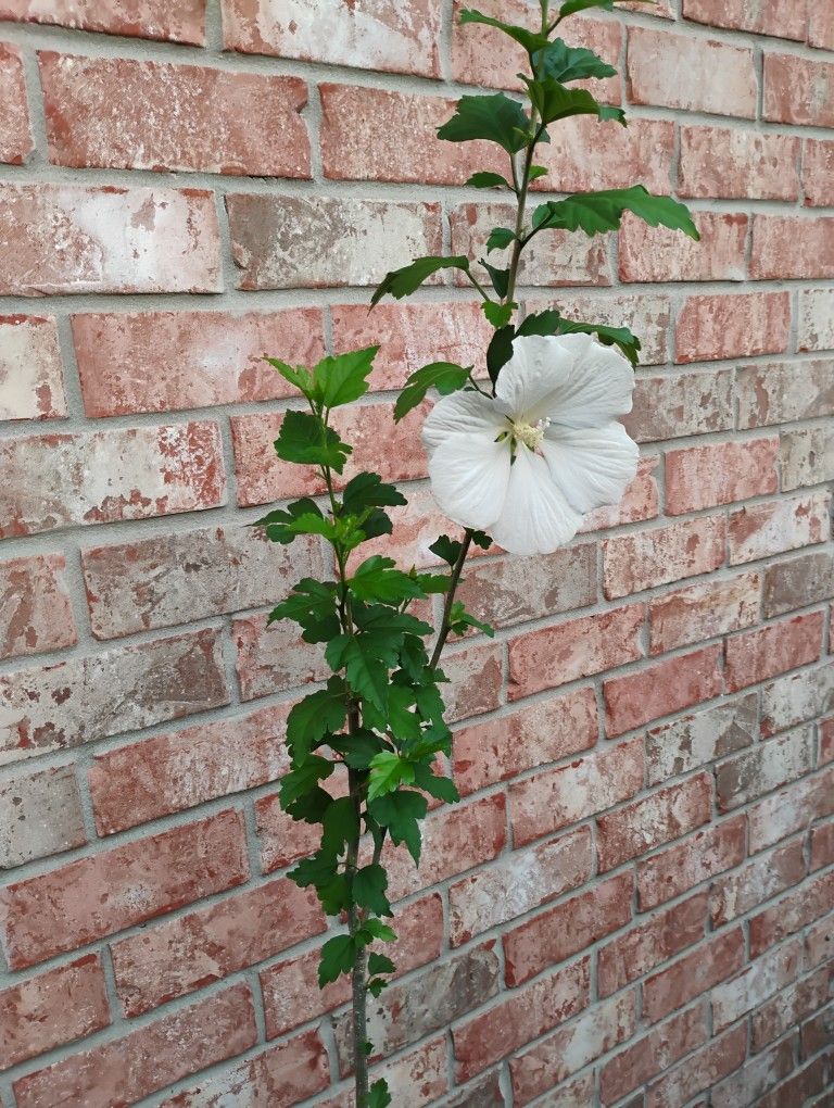 Althea Plant