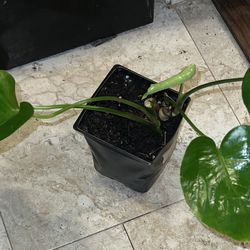 Monstera Deliciosa Plant (pls Read Description Below)
