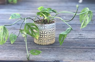 $6 Swiss Cheese plant