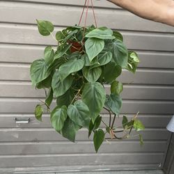 6” Trailing Heart Leaf Philodendron