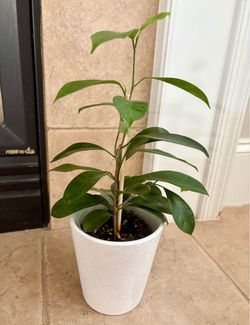 Healthy Ficus Alii Houseplant