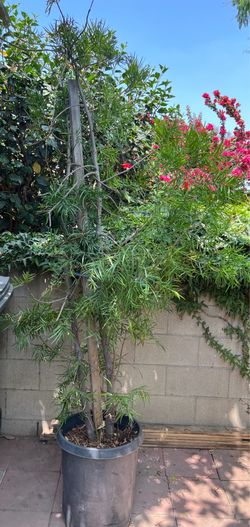 Fern Pine Privacy Hedge