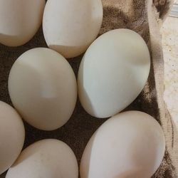 Fresh Organic Duck Eggs 